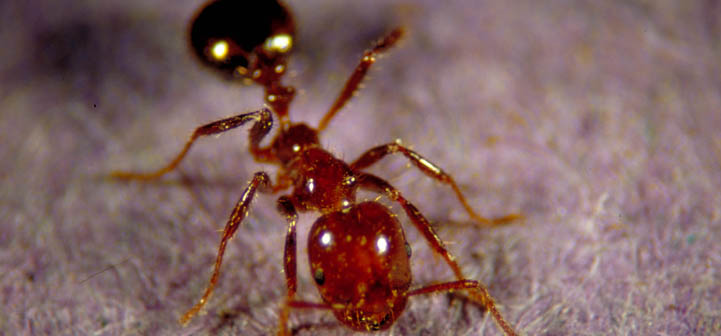 Impacts of Fire Ants Ant Pests
